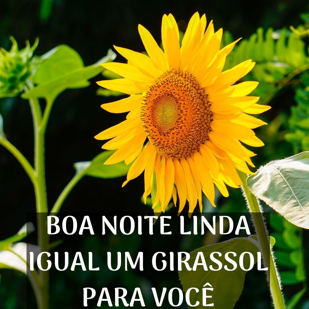 Boa noite com uma linda flor!