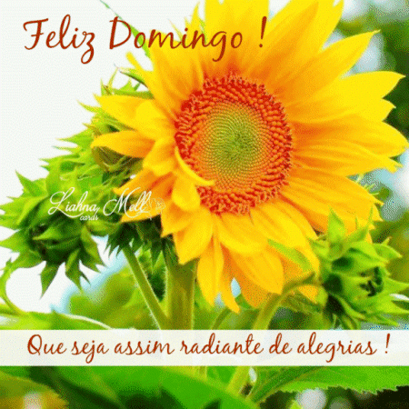 Feliz domingo, com girassol