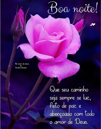 Boa noite com uma linda rosa, mensagens de boa noite!