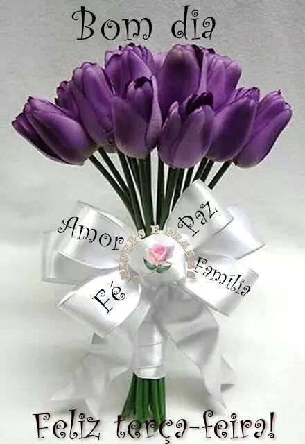Feliz terça com tulipas roxas