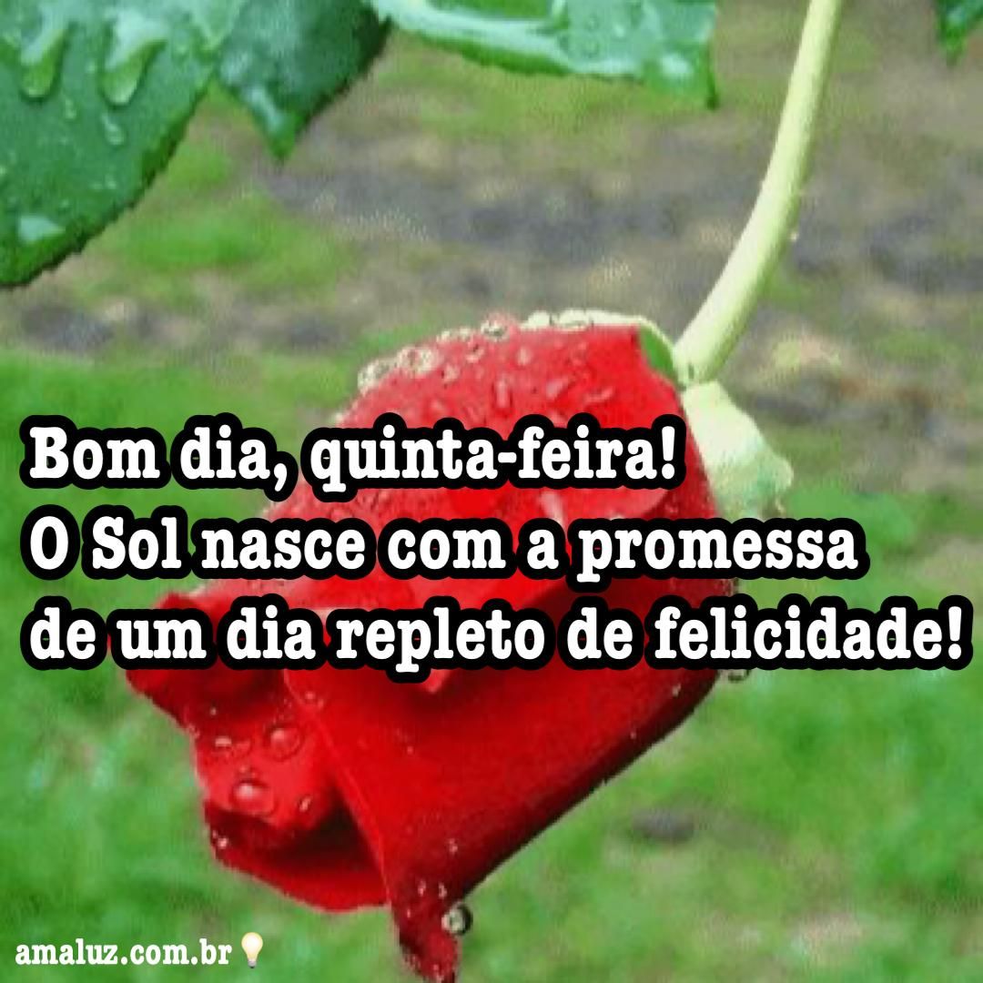 Bom dia quinta feira! O sol amanceu com apromeça de chegar com muitas felididases