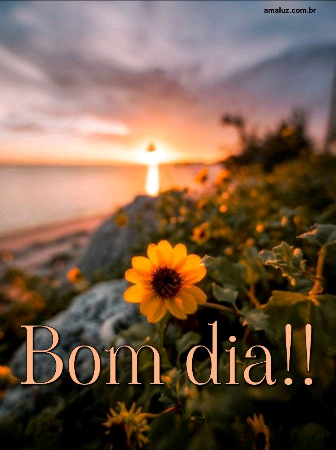 flor e por do sol para fazer bom dia