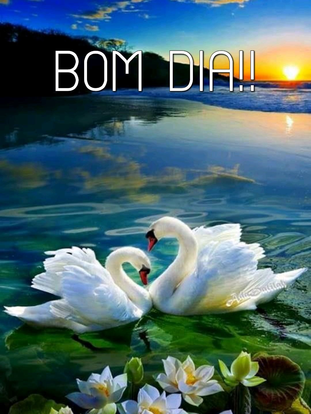 Fotos lindas com cisnes para criar suas imagens de bom dia