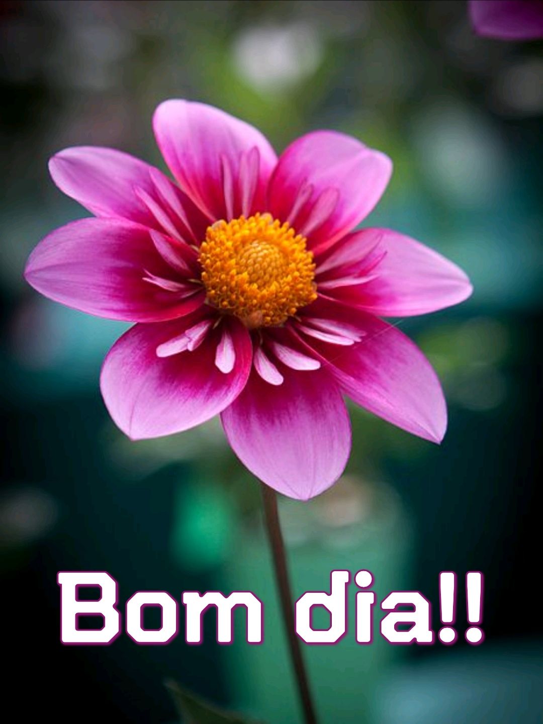 Fotos lindas e maravilhosas para criar suas imagens de bom dia