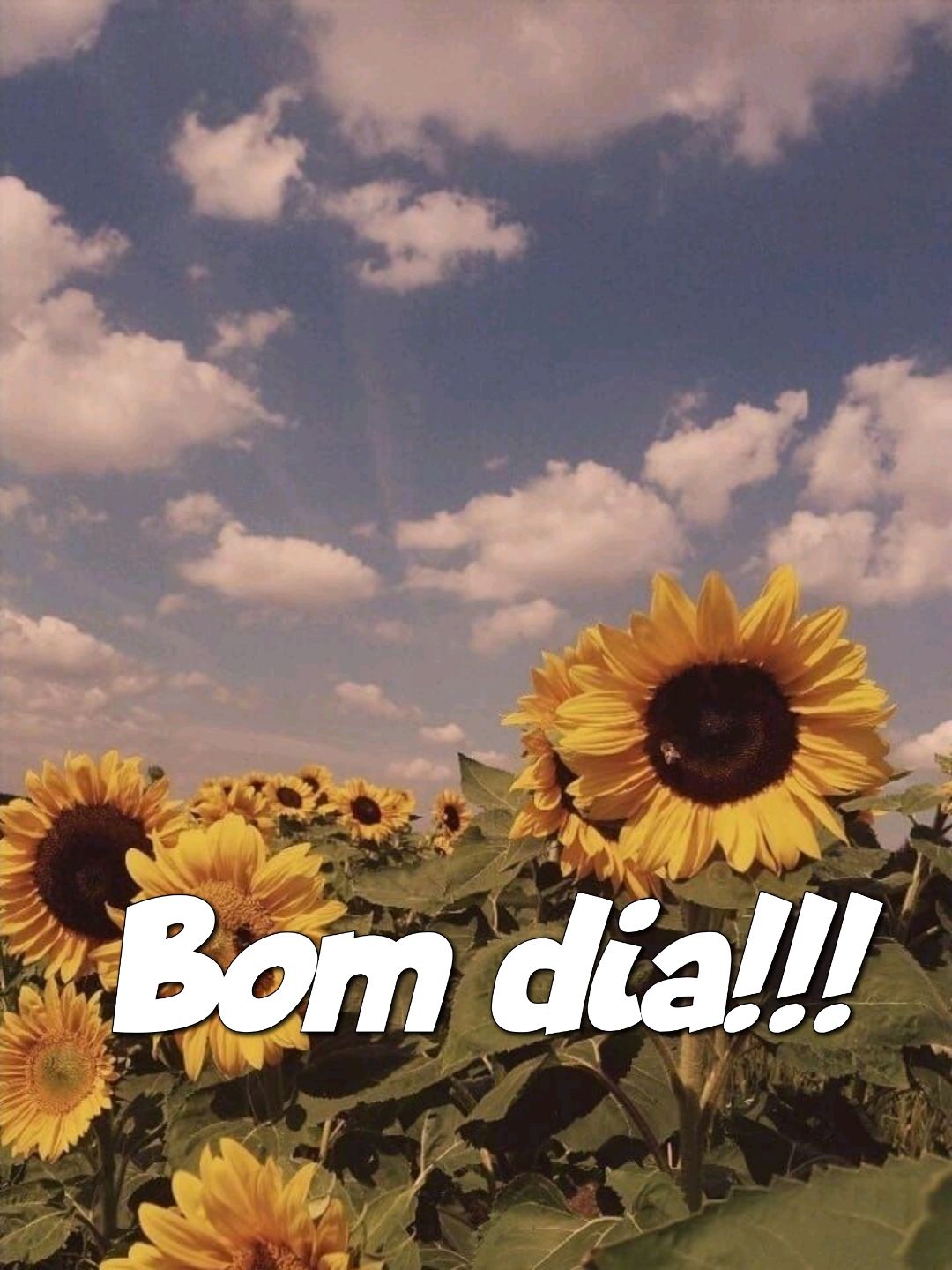 imagens de flores complete o bom dia