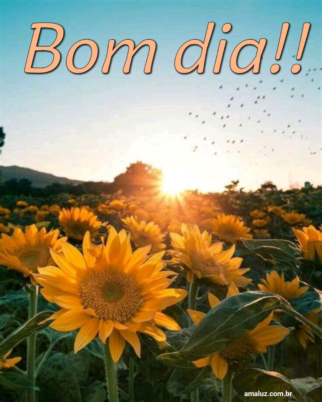 imagens do por do sol para criar imagem de bom dia