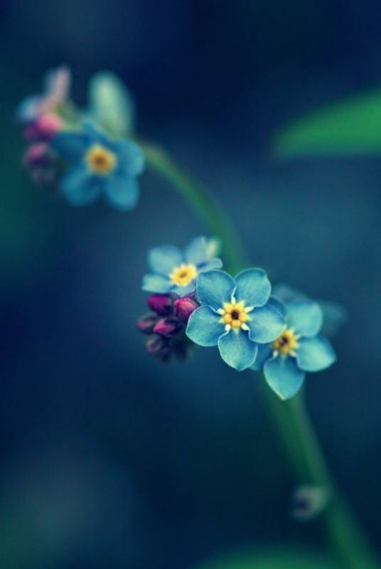 fundo azul embarçado com lindas flores azuis