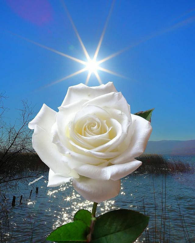 linda rosa branca e lagoa