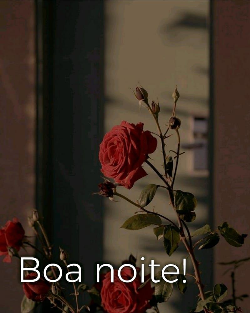 linda rosa vermelha com boa noite