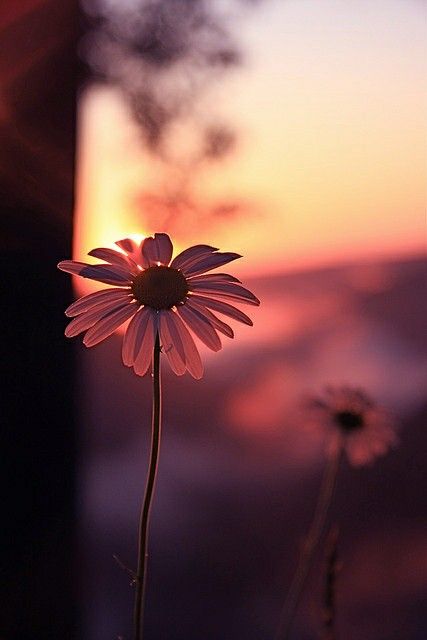 lindas petulas de flor na luz do sol