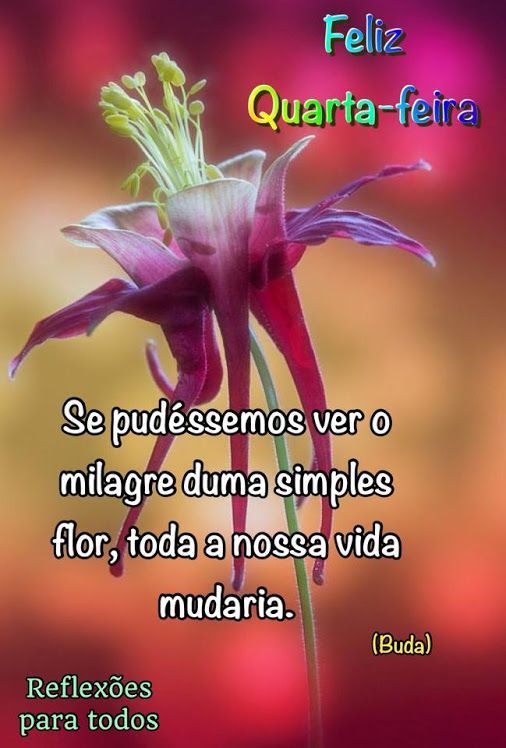 Feliz quarta feira com amor, paz e carinho