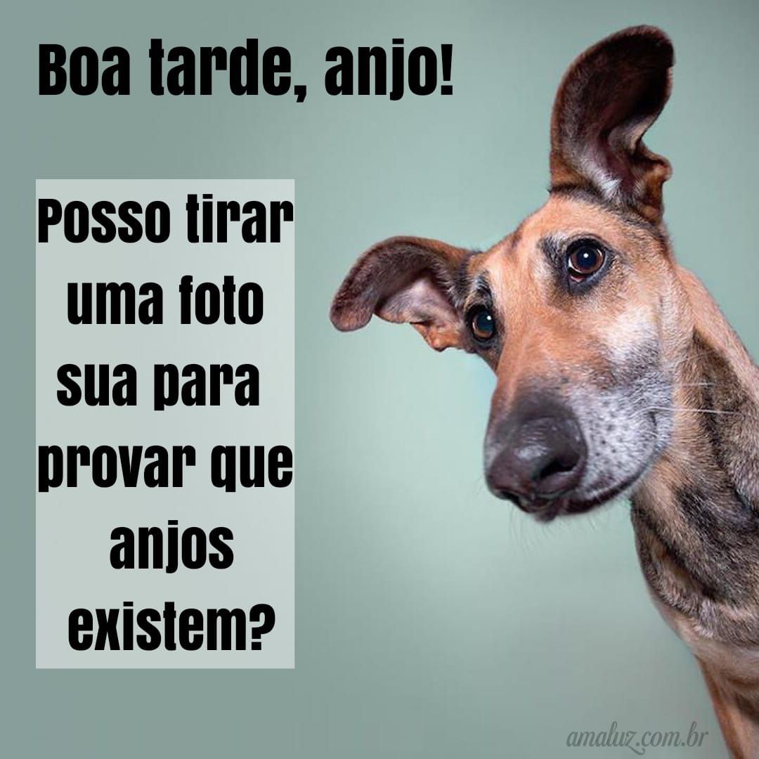 Boa tarde com mensagens de humor