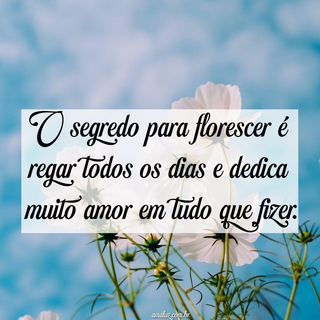 Flores e mensagens para whatsapp