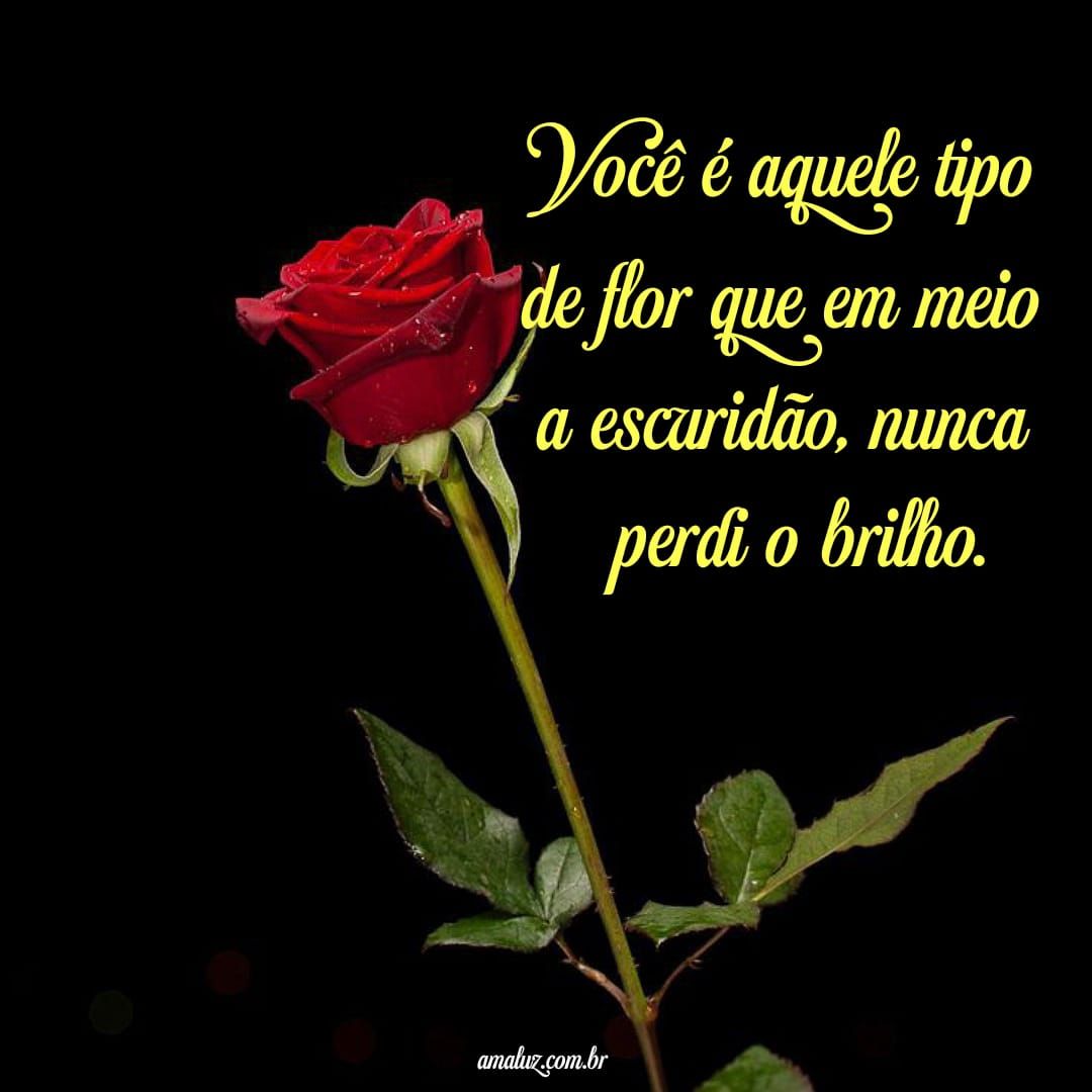 Frases bonitas com imagens de flores