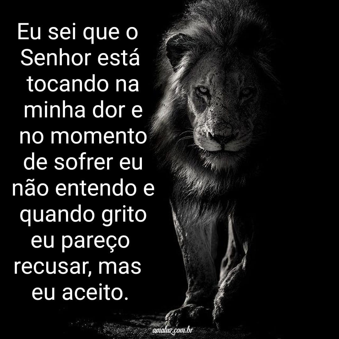 Imagens de leãos e frases tops