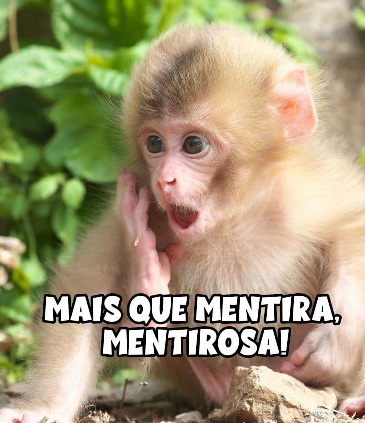 Imagens para fazer a galera do grupo sorrir