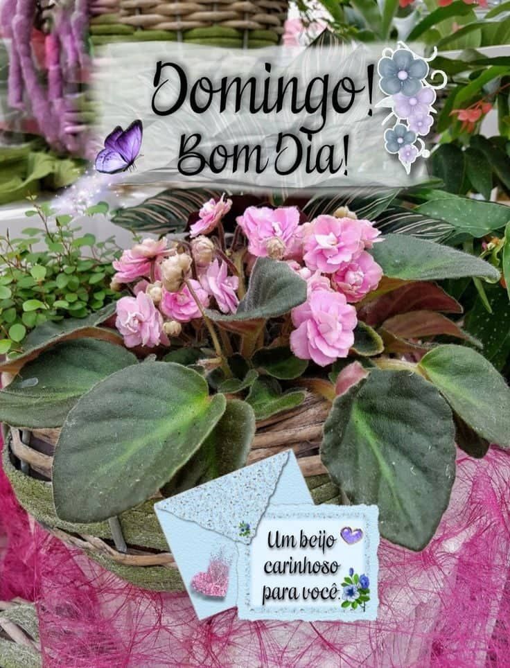 Domingo bom dia