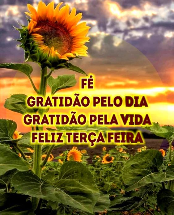 Feliz teça feira Gira-sol