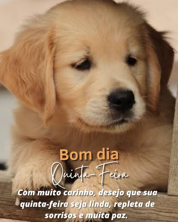 Desejo com muito carinho uma linda quinta-feira