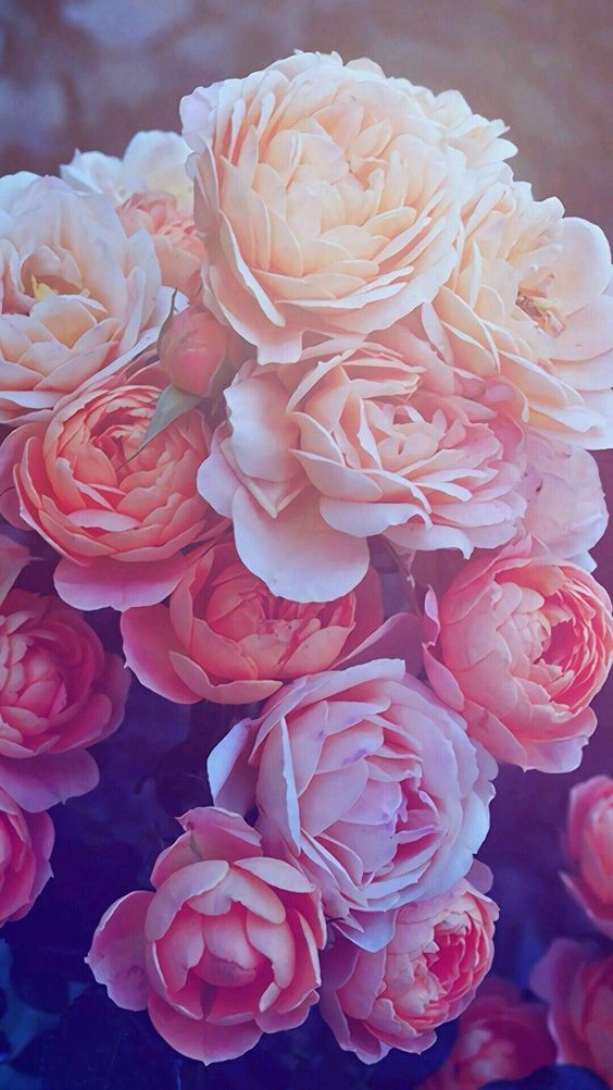 Wallpaper com lindas flores