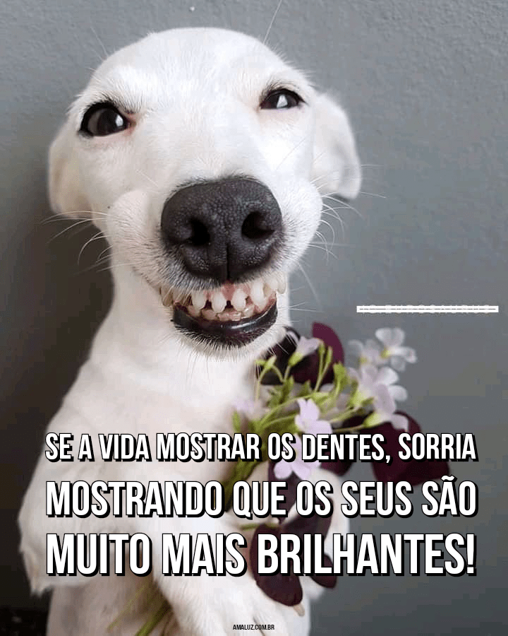 Memes Engraçados para Whatsapp com Belas Frases e Imagens