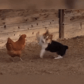 Gifs engraçado briga de filho e pato