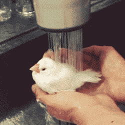 Gifs engraçados passáro tomando banho