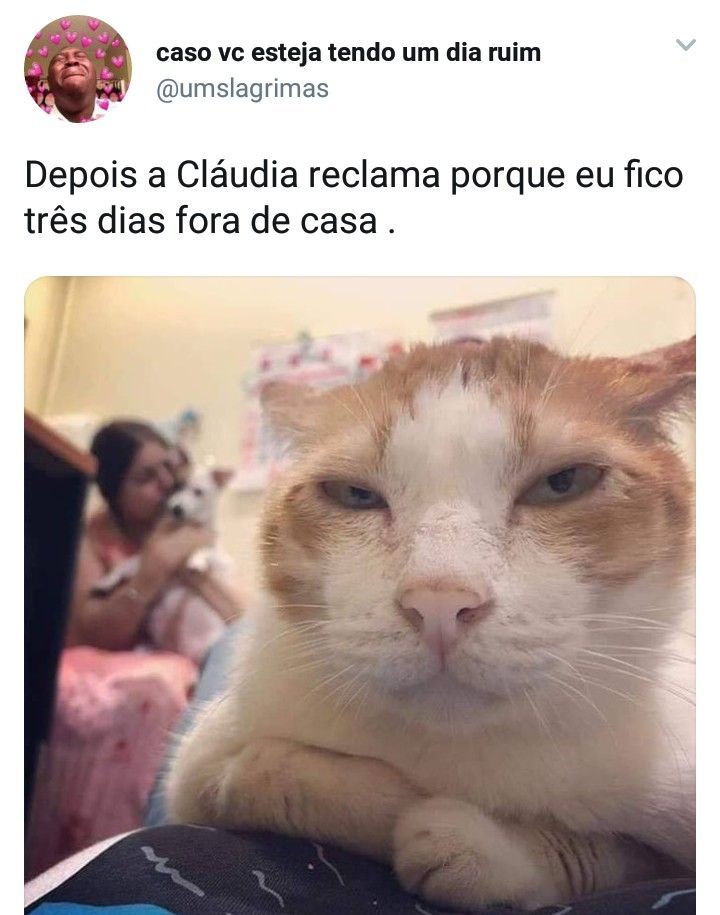 Meme do gato com raiva