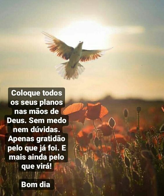 Apenas gratidão bom dia