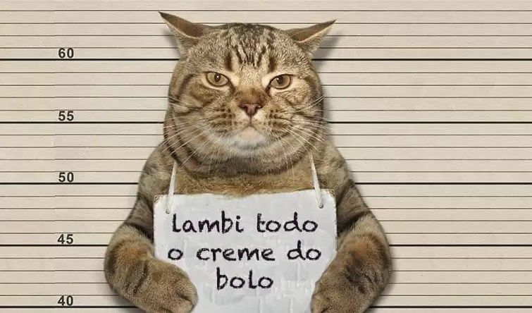 Foto engraçada de gato