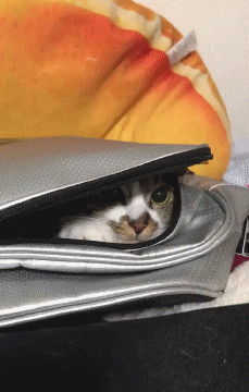Gifs com humor de gatos
