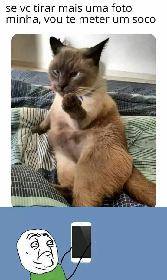 Engraçados memes de gatos