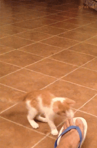 Memes engraçados de gifs de gato