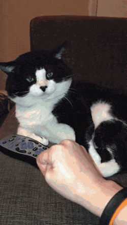 Gifs de memes de gato