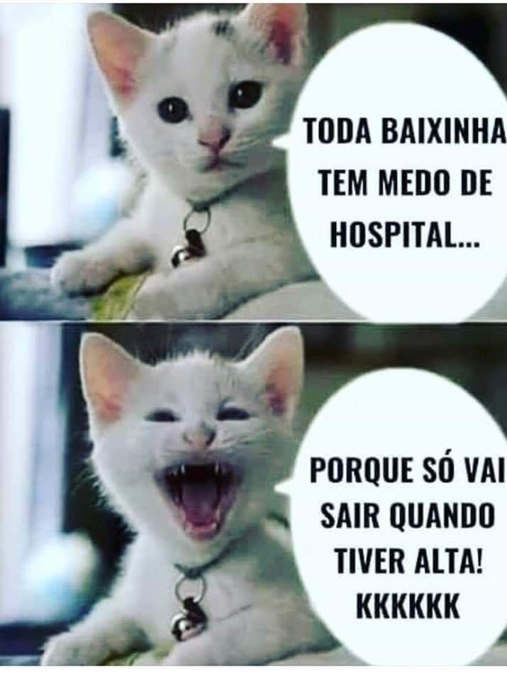 Memes super engraçados de gatos