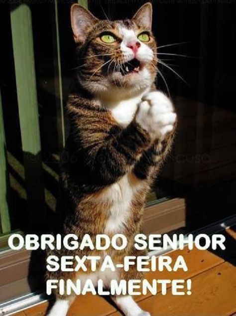 Sextou bom dia engraçado 