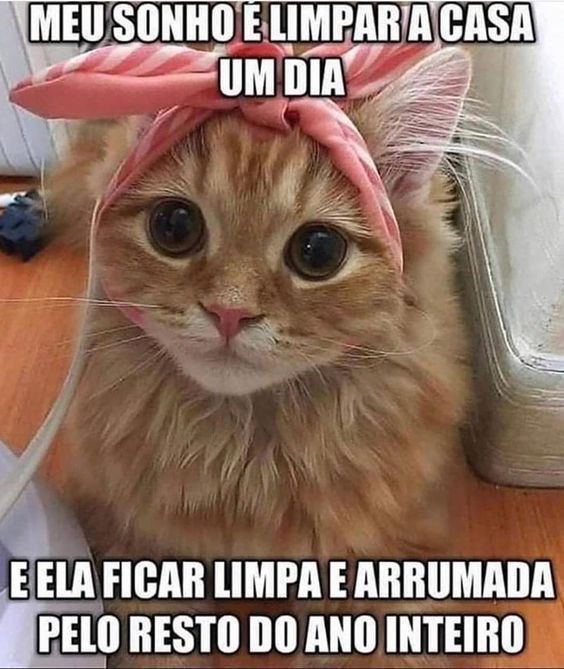 MeMiau / Memes, Gifs, Vídeos e Virais de Gatos e Gatinhos