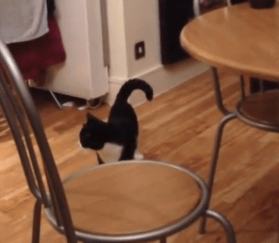 Gifs de gatos engraçados 