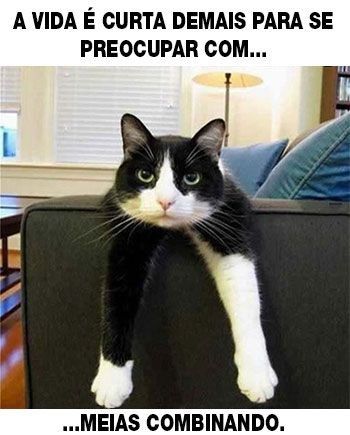 MeMiau / Memes, Gifs, Vídeos e Virais de Gatos e Gatinhos