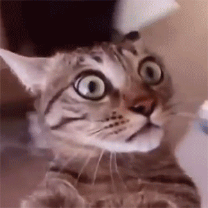 Melhores gifs de memes de gato