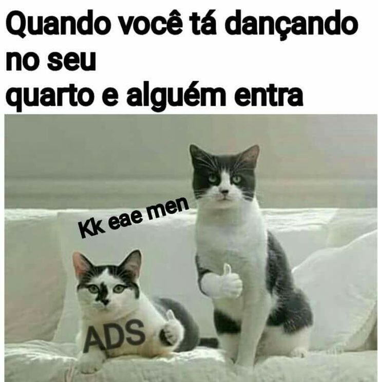 Mundo dos gatos memes