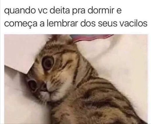 MeMiau / Memes, Gifs, Vídeos e Virais de Gatos e Gatinhos